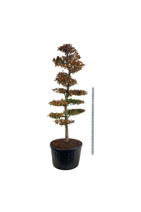 Buk Fagus Atropunicea