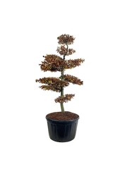 Buk pospolity Fagus sylvatica
