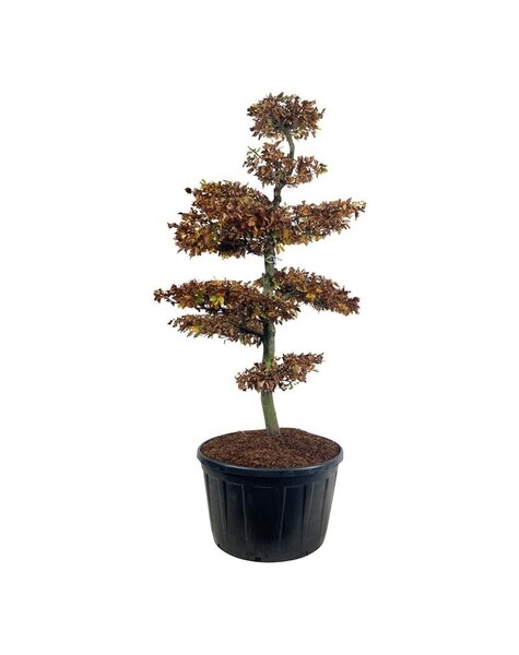 Fagus