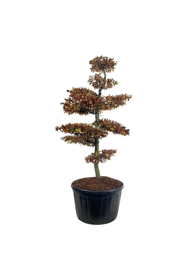 Buk pospolity Fagus sylvatica