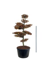 Buk pospolity Fagus sylvatica