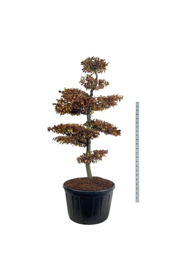 Buk pospolity Fagus sylvatica