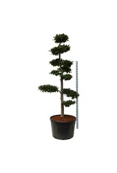 Buk pospolity Fagus sylvatica