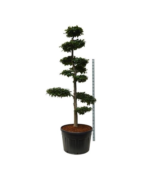 Fagus