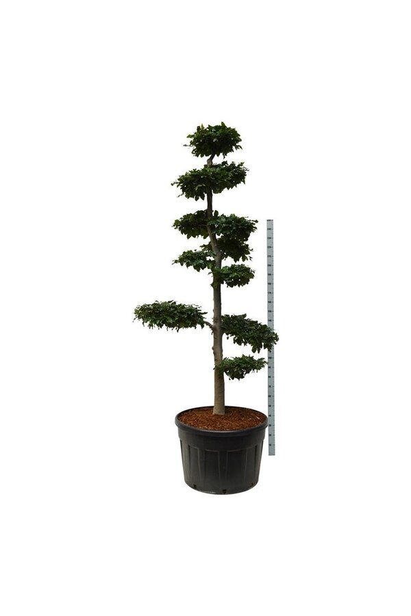 Buk pospolity Fagus sylvatica