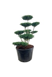 Ilex crenata Zielony Żywopłot
