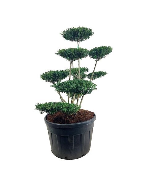 Ilex Crenata