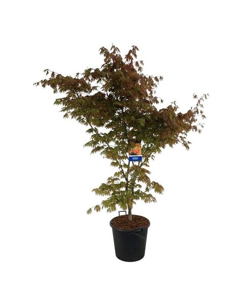 Acer