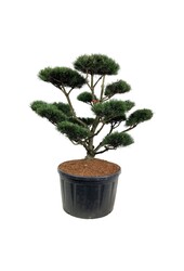 Sosna Pinus mugo Gnom