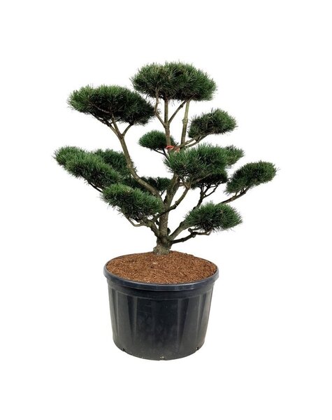 Pinus