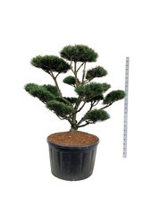 Sosna Pinus mugo Gnom