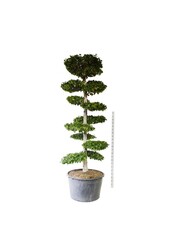 Grab Carpinus betulus