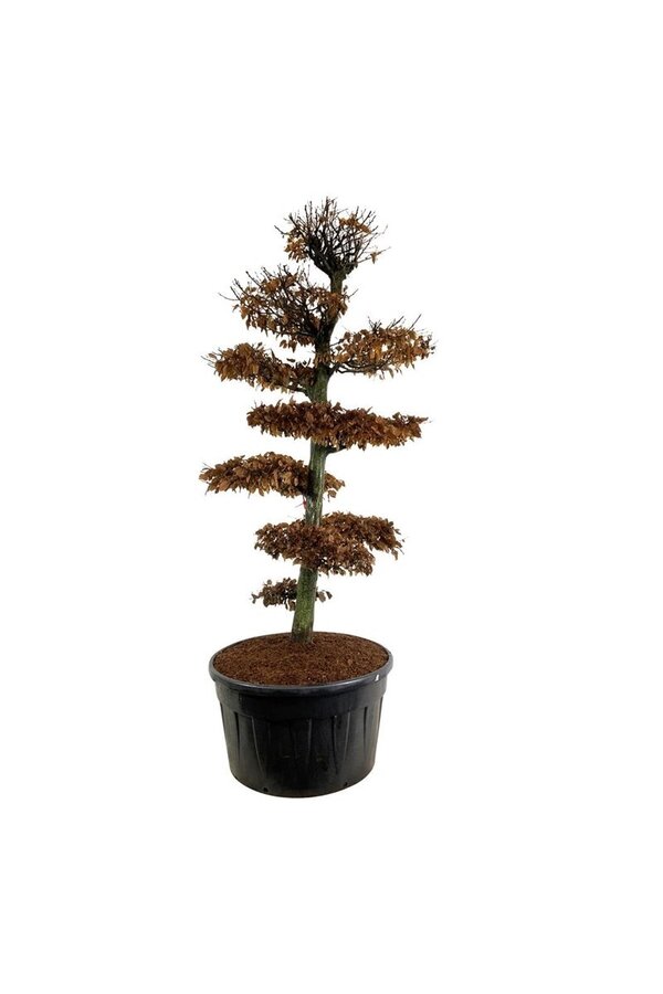 Grab Carpinus betulus