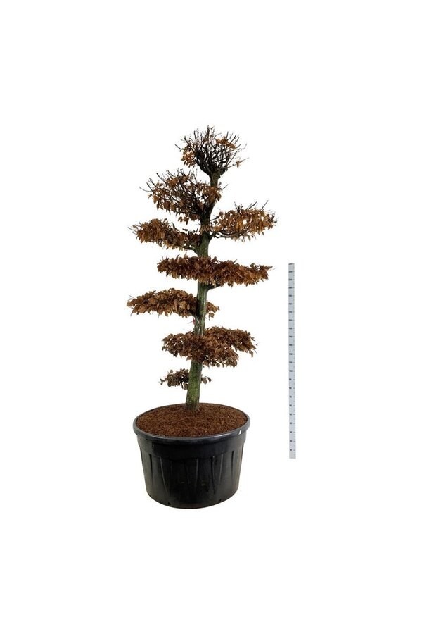 Grab Carpinus betulus