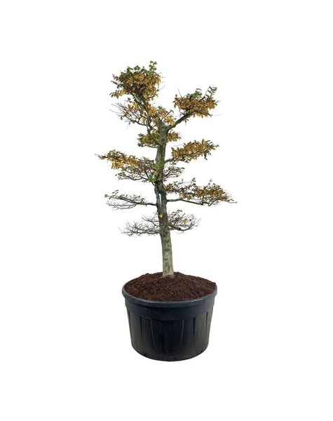 Carpinus
