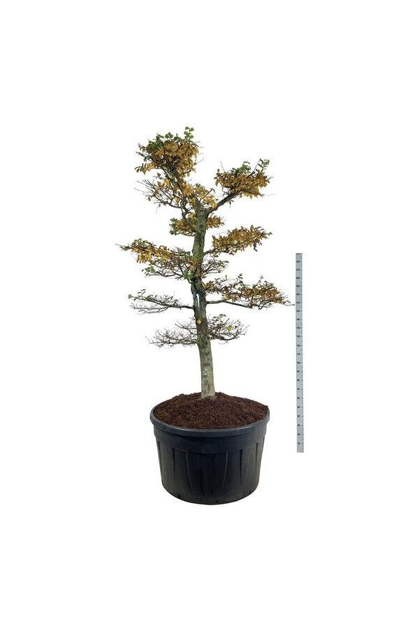 Grab Carpinus betulus