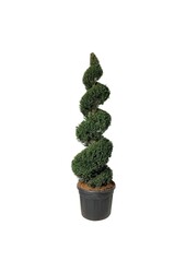 Cis pospolity Taxus baccata