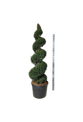 Cis pospolity Taxus baccata