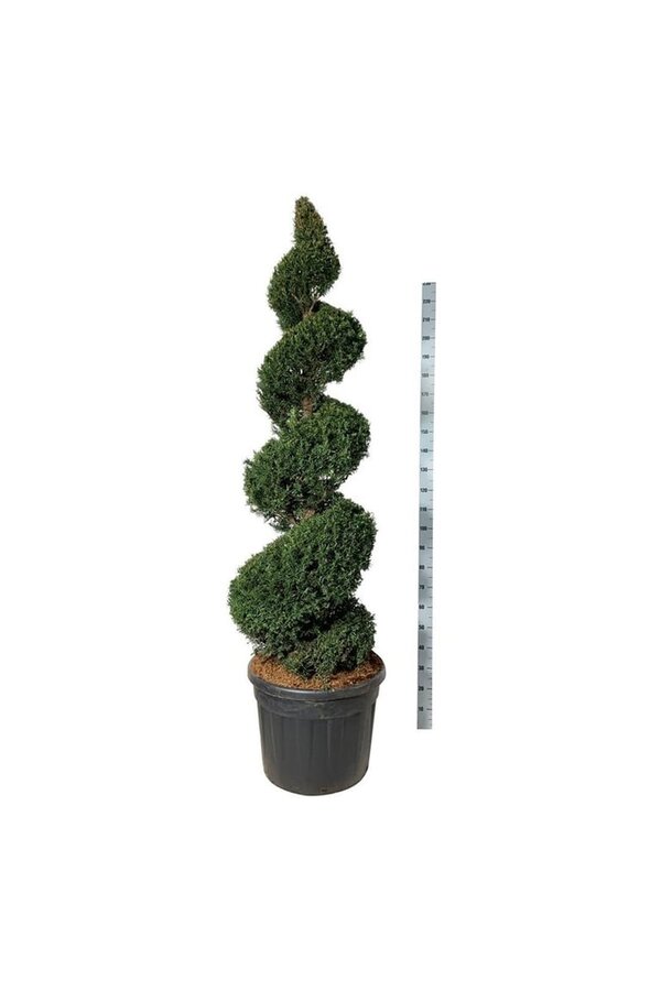 Cis pospolity Taxus baccata