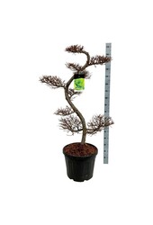 Modrzew japoński