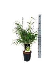 Bambus Fargesia rufa