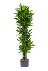 Hydroplant Dracaena Fragrans Golden Coast