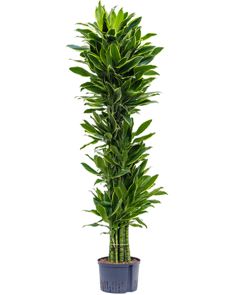 Hydroplant Dracaena
