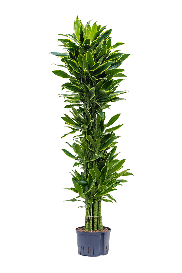 Hydroplant Dracaena Fragrans Golden Coast