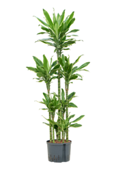 Hydroplant Dracaena Fragrans Golden Coast