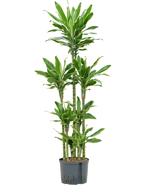 Hydroplant Dracaena