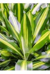 Hydroplant Dracaena Fragrans Cintho