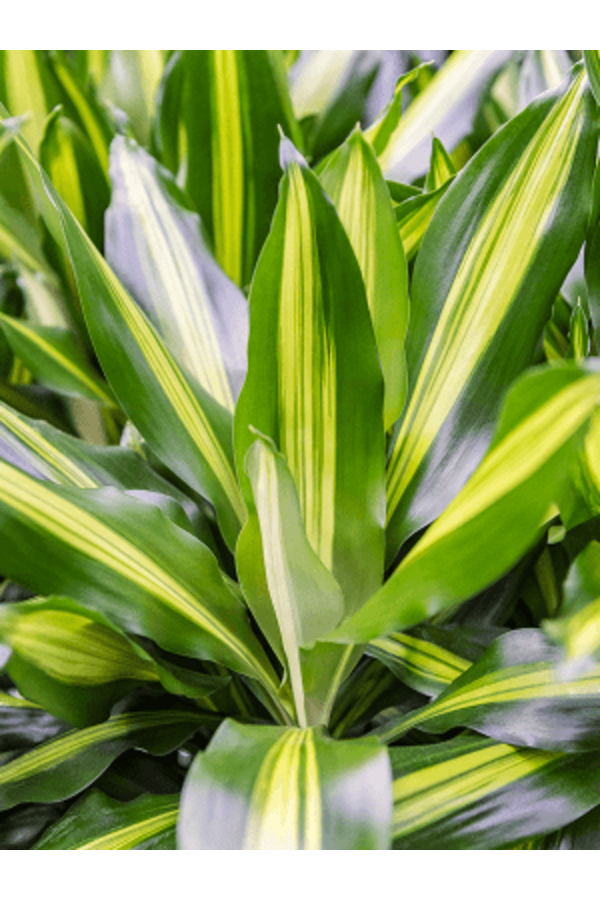 Hydroplant Dracaena Fragrans Cintho
