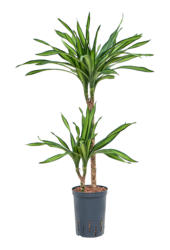 Hydroplant Dracaena Fragrans Riki