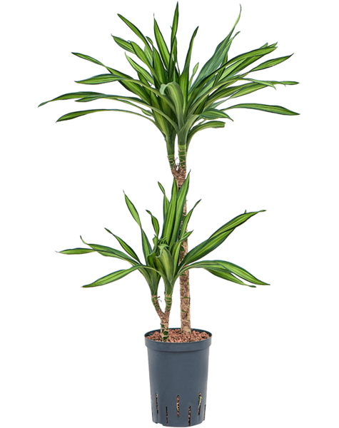 Hydroplant Dracaena