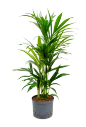 Hydroplant Kentia (Howea) Forsteriana