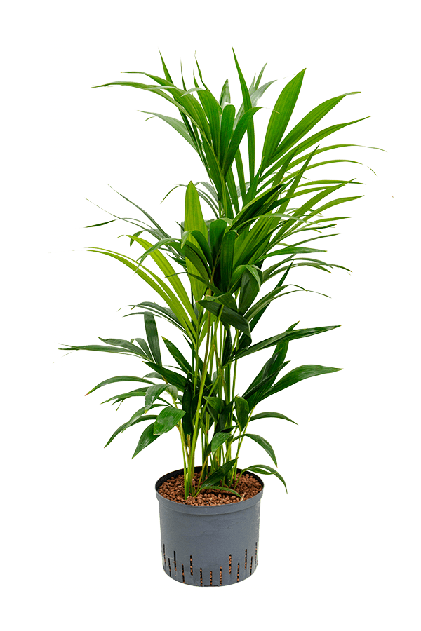 Hydroplant Kentia (Howea) Forsteriana