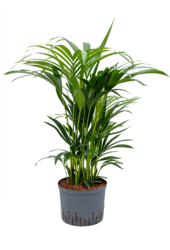 Hydroplant Kentia (Howea) Forsteriana