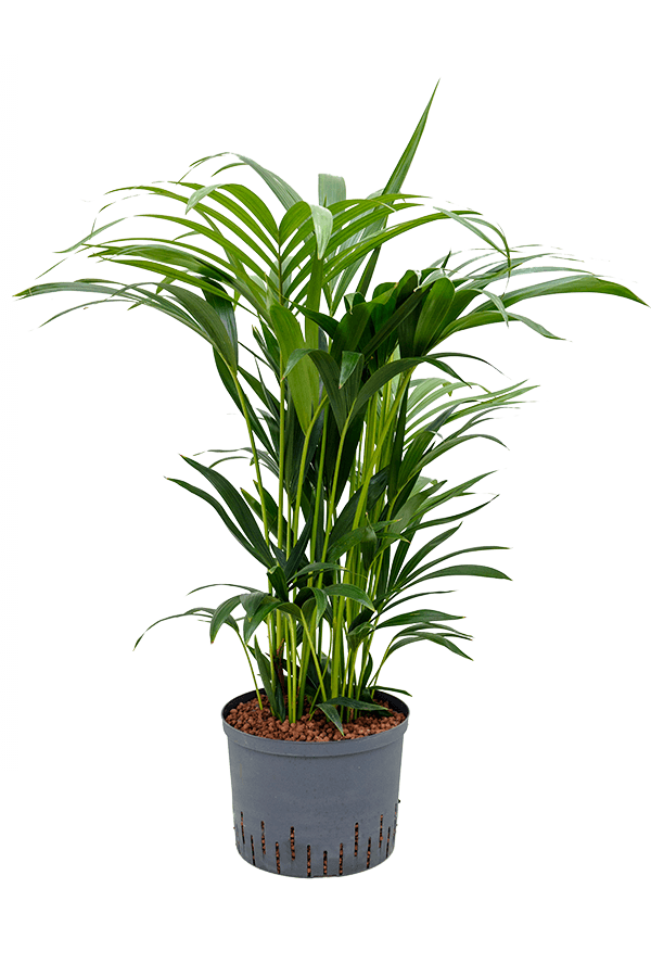 Hydroplant Kentia (Howea) Forsteriana