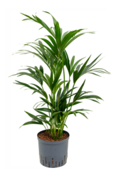 Hydroplant Kentia (Howea) Forsteriana
