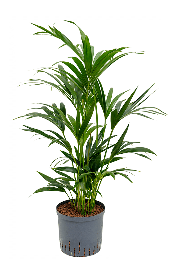 Hydroplant Kentia (Howea) Forsteriana