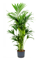 Roślina hydroponiczna Kentia (Howea) Forsteriana