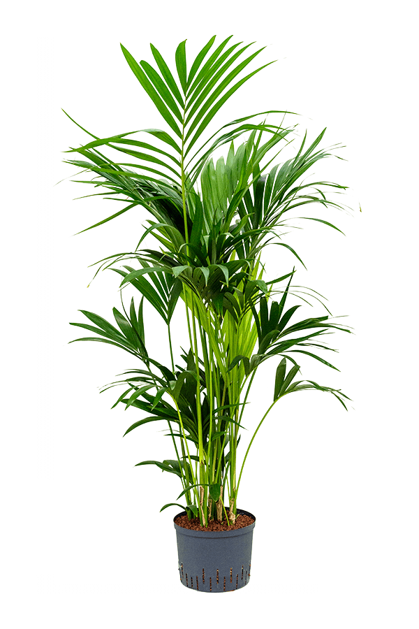 Roślina hydroponiczna Kentia (Howea) Forsteriana