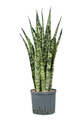Hydroplant Sansevieria Zeylanica