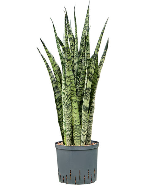 Hydroplant Sansevieria