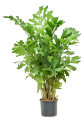 Hydroplant Caryota Mitis