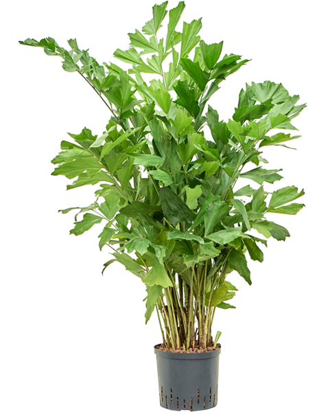 Hydroplant Caryota