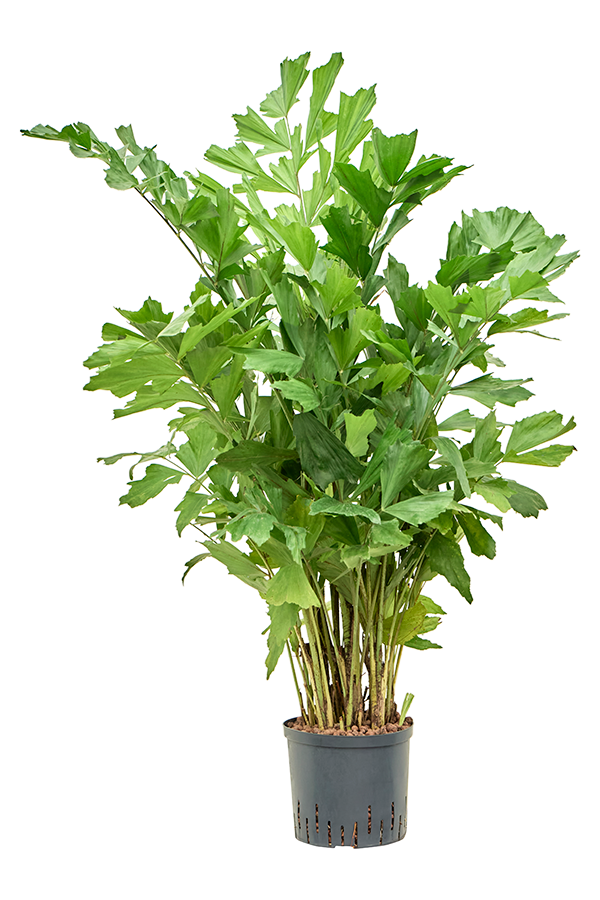 Hydroplant Caryota Mitis