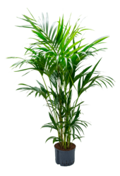 Hydroplant Kentia (Howea) Forsteriana
