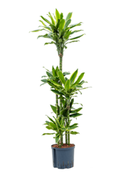 Hydroponiczna Dracena Fragrans Golden Coast
