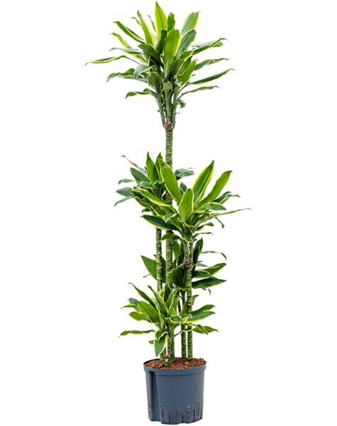 Hydroponiczna Dracena